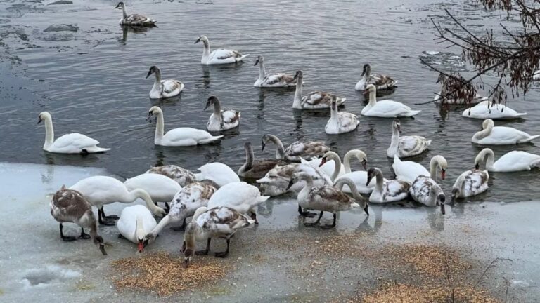 У Миколаєві рятувальники намагалися врятувати лебедя з криги Південного Бугу