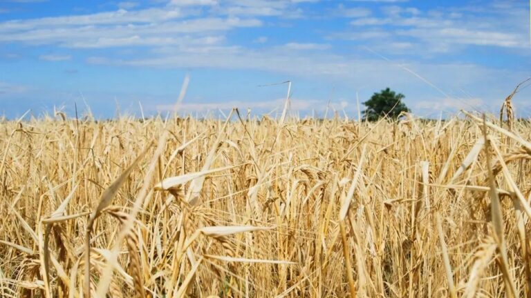 У 2025 році аграрне виробництво на Миколаївщині скоротилося до 86%