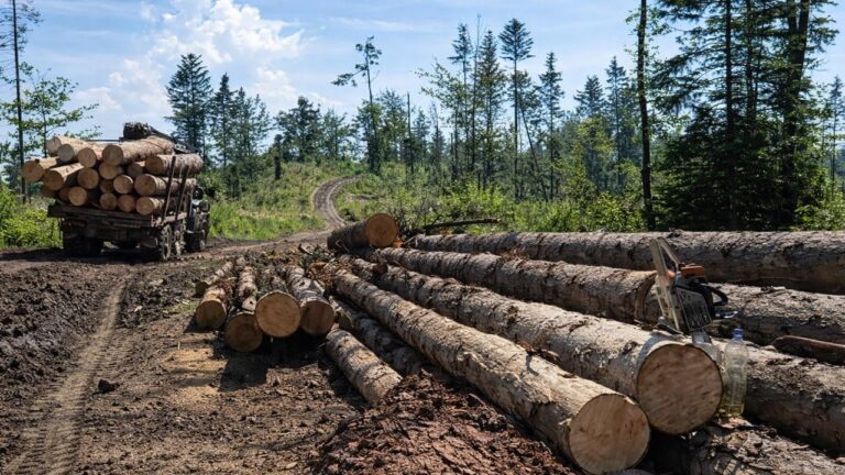 Невідомі знищили понад сотню дерев на Миколаївщині під час свят