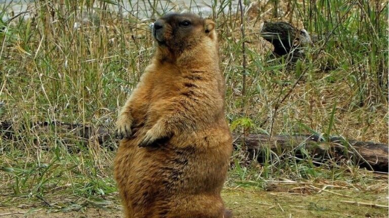 На Миколаївщині створять заказник для збереження червонокнижного степового бабака