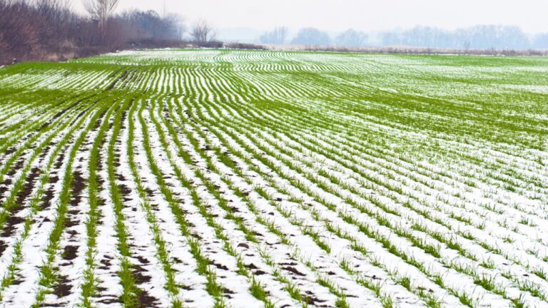 На Миколаївщині на полях із озимими культурами утворилася крижана кірка