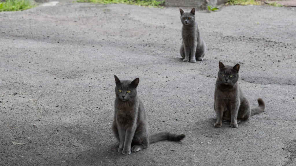 Зображення новини