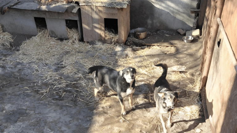 Притулок “Гарантія” у Херсоні щотижня приймає до 15 безпритульних собак