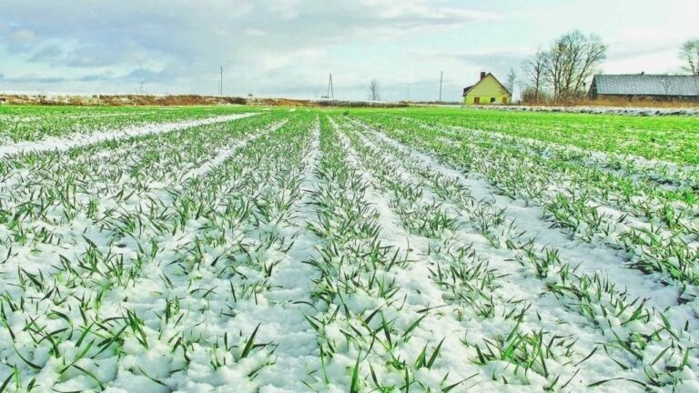 Морози без снігу створюють ризики для озимих на Миколаївщині