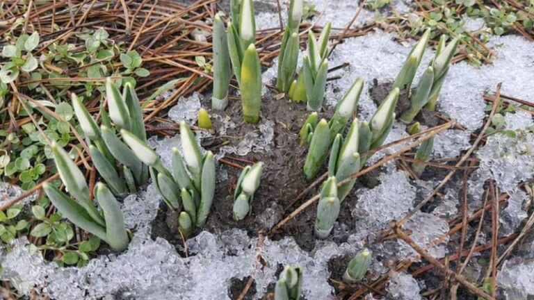 Синоптики прогнозують морозну ніч і ожеледицю в Миколаївській області