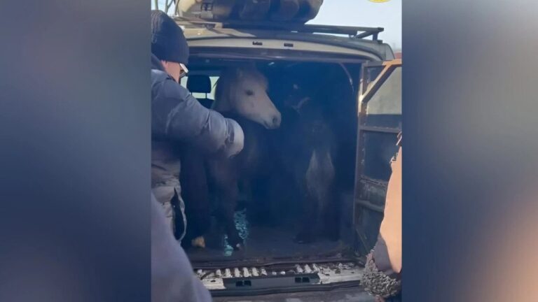 Із червоної зони Херсонщини евакуювали поні та поранених тварин після обстрілу