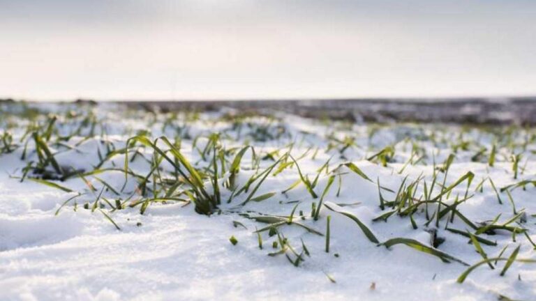 На Миколаївщині оцінили запаси вологи у ґрунті на полях озимої пшениці