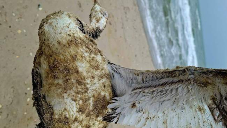 Після дронової атаки на Одещині загинули близько п’яти тисяч птахів