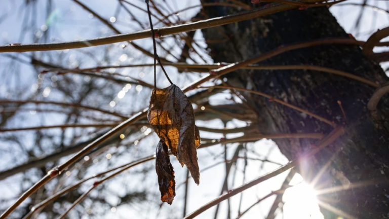 Прогноз погоди на 9 лютого 2026 року: ожеледиця та мороз у Херсонській області