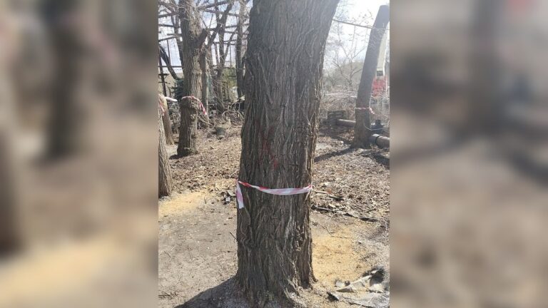 У Миколаєві в дитячому містечку “Казка” розпочали вирубку дерев