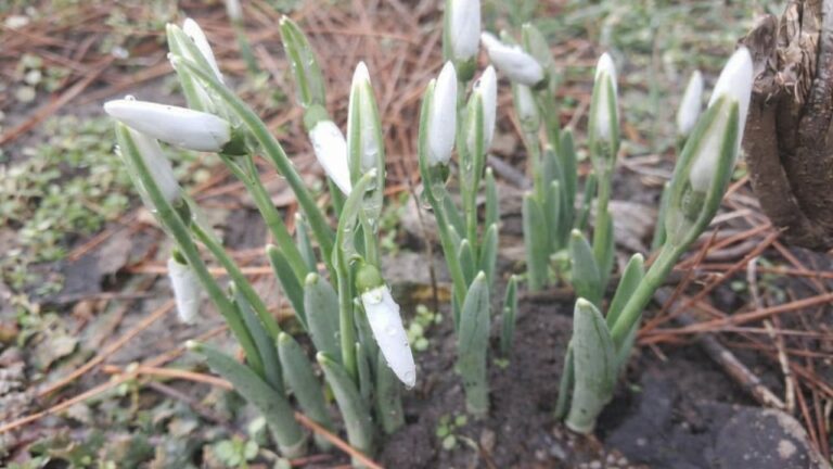 На Миколаївщині вночі прогнозують до 5 градусів морозу