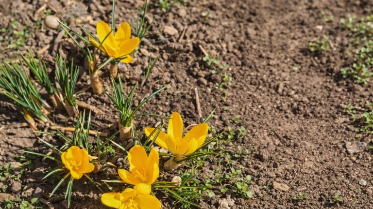 У Миколаєві та області 12 березня очікується ясна погода до +19