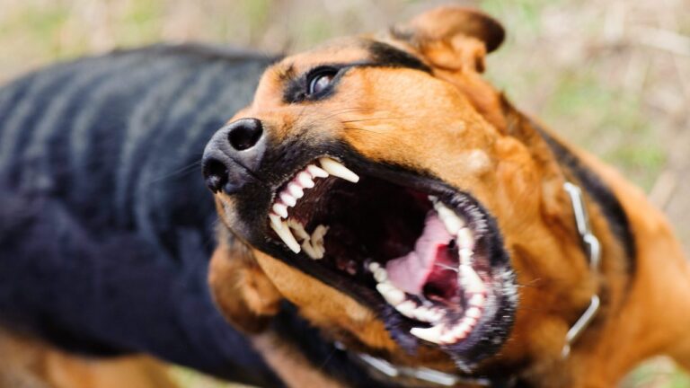 У Кривому Озері запровадили карантин через сказ у домашнього собаки