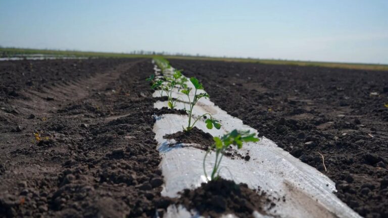 На Миколаївщині планують збільшити площі посівів до 1,4 млн га