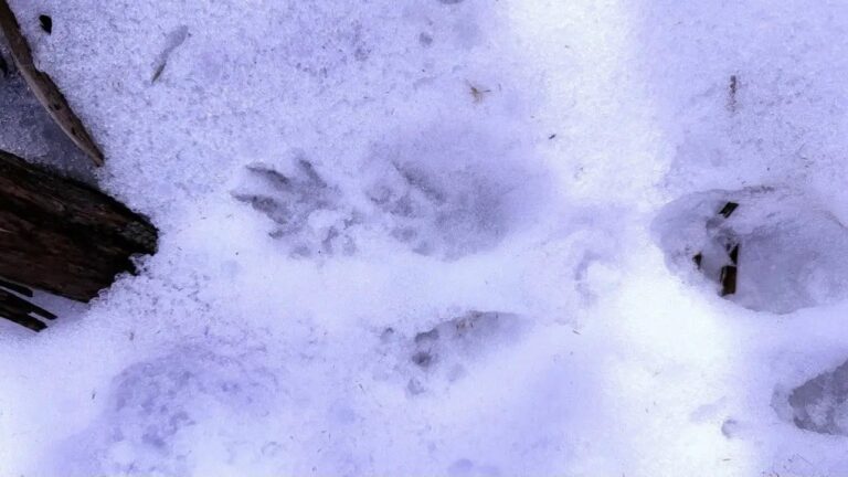 У Нижньодністровському нацпарку виявили сліди рідкісної норки європейської