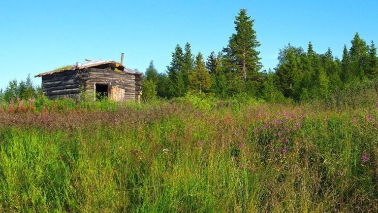 На окупованих територіях України незаконна влада може відбирати землі за “неосвоєння”
