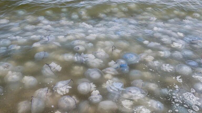 Окупанти на Херсонщині планують виробляти колаген із медуз Азовського моря