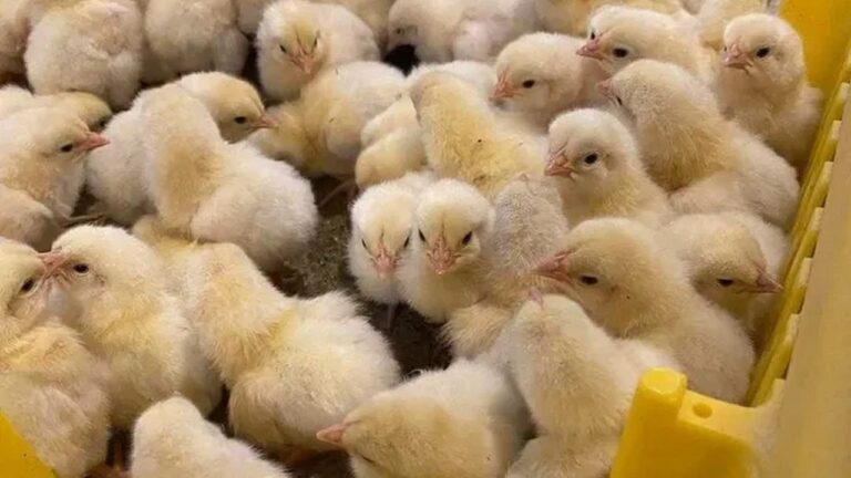 ФАО надасть допомогу сільським родинам для розвитку птахівництва