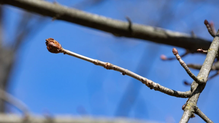 Прогноз погоди на 19 березня 2026 року в Херсоні та області