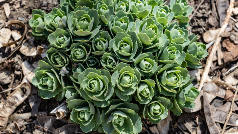 Прогноз погоди на 20 березня 2026 року в Херсоні та області