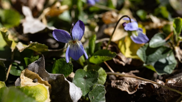 Прогноз погоди на 23 березня 2026 року для Херсонщини