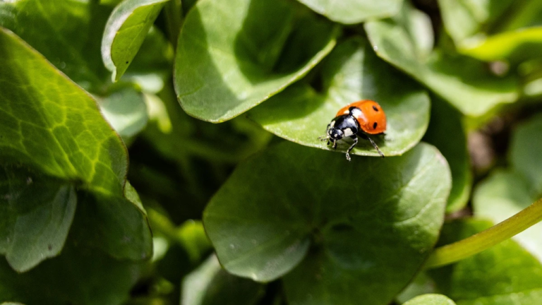 Прогноз погоди на 29 березня 2026 року для Херсонщини: мінлива хмарність без опадів
