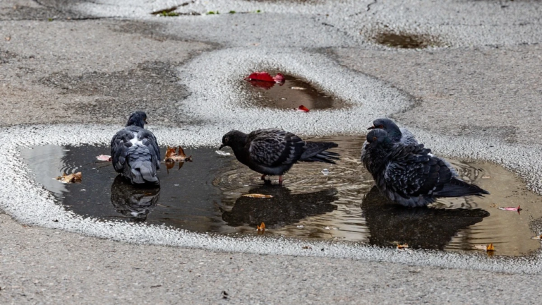 Прогноз погоди на 30 березня 2026 року для Херсонщини: дощі та хмарність