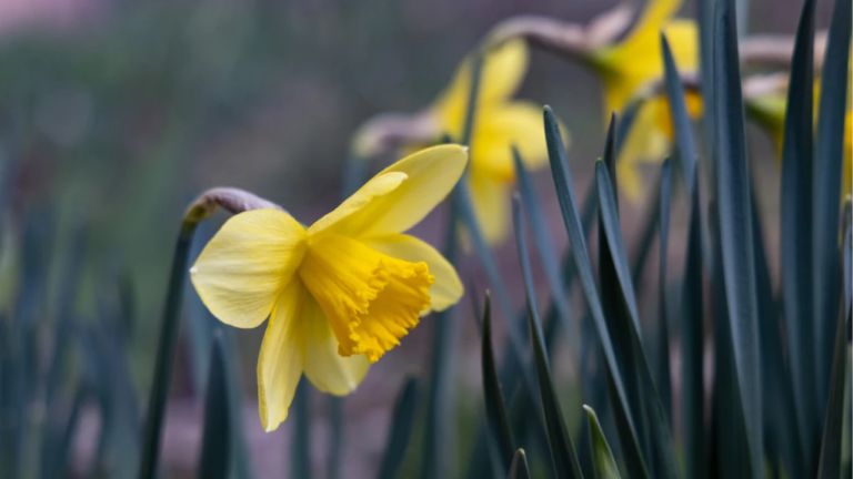 Прогноз погоди на 31 березня 2026 року в Херсоні та області