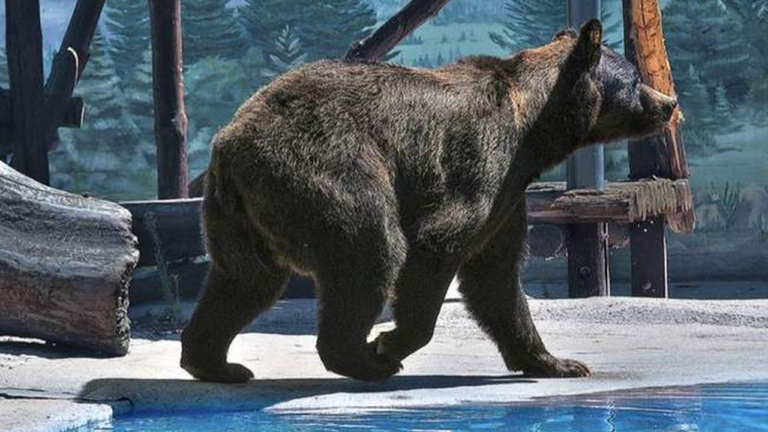 В Одеському зоопарку помер ведмідь Бумер
