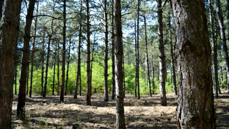 Екскерівника лісгоспу на Миколаївщині судитимуть через збитки державі на понад 700 тис грн
