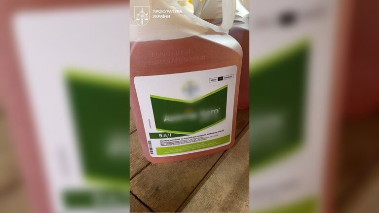 Карантин у Миколаєві: виявлено сказ у кішки