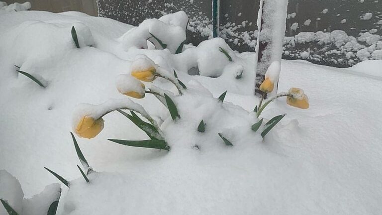 У Миколаївській області очікуються заморозки та мокрий сніг
