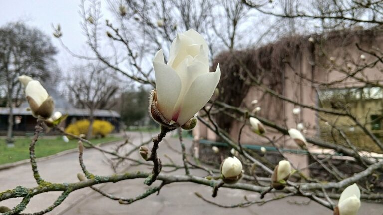 Миколаївський зоопарк запрошує насолодитися весняним цвітінням