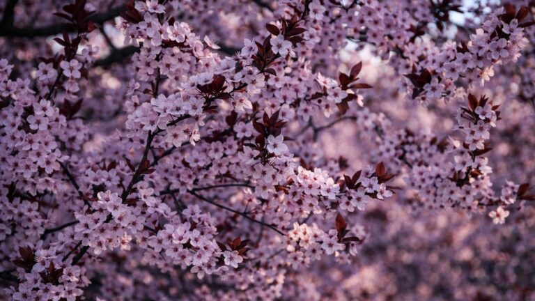 У Миколаєві розквітла слива Пісарді, містяни масово фотографуються