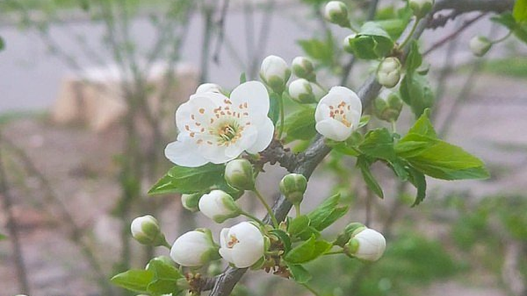 Прогноз погоди на 2 квітня: дощі та туман у Миколаєві та області