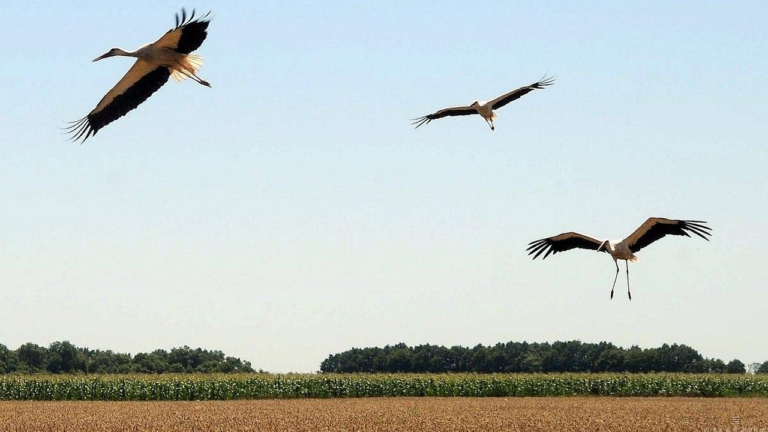 У центрі Чорнобиля зафіксували рідкісну появу білих лелек