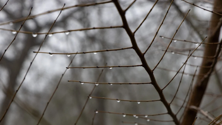 Прогноз погоди на Херсонщині: туман і заморозки 13 квітня