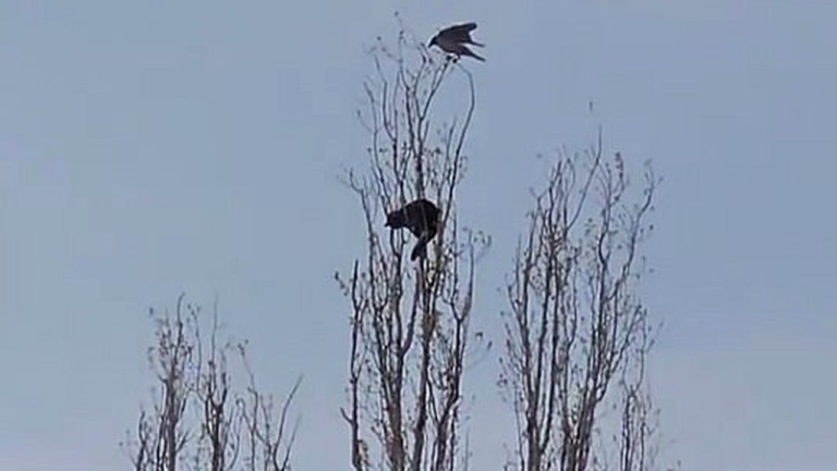 У Миколаєві рятувальники зняли кішку з вершини тополі