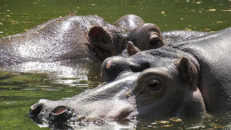 Миколаївський зоопарк шукає волонтерів для очищення ставків