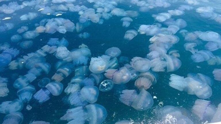 В Азовському морі готують масовий вилов медуз: екологи б’ють на сполох