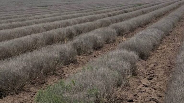 На півдні Одещини намагаються врятувати найбільше лавандове поле України