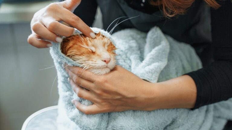 У Снігурівці проведуть чотириденний безкоштовний ветприйом від UAnimals