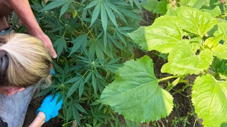 У Херсоні викрили групу наркозбувачів із канабісом та “PVР”