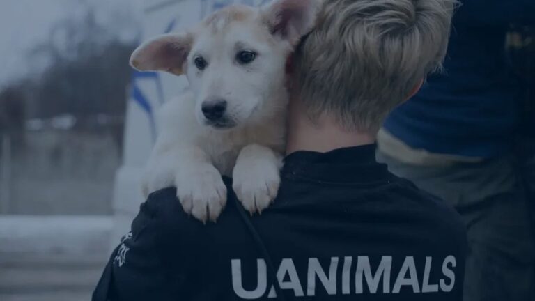 UAnimals вимагають розслідувати травмування собаки після інциденту з ТЦК в Одесі