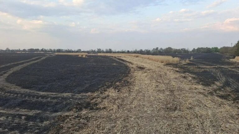 Сальдо звинуватив ЗСУ у знищенні понад 100 га посівів на Херсонщині