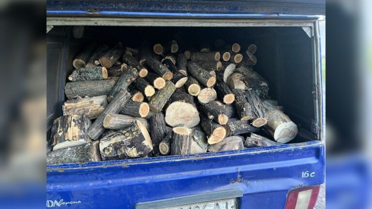 На Миколаївщині викрили незаконну вирубку дерев у двох громадах