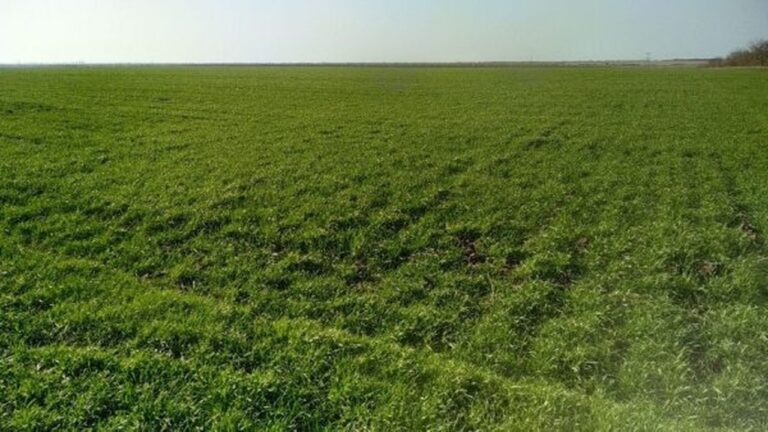 На Миколаївщині через суд вимагають повернути освітнім закладам понад 69 га землі