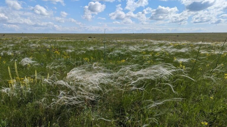 В Україні розпочали проєкт із повоєнного відновлення степів Одещини та Херсонщини
