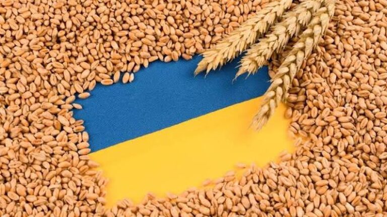 Миколаївські аграрії зібрали врожай, але зіткнулися з проблемами збуту