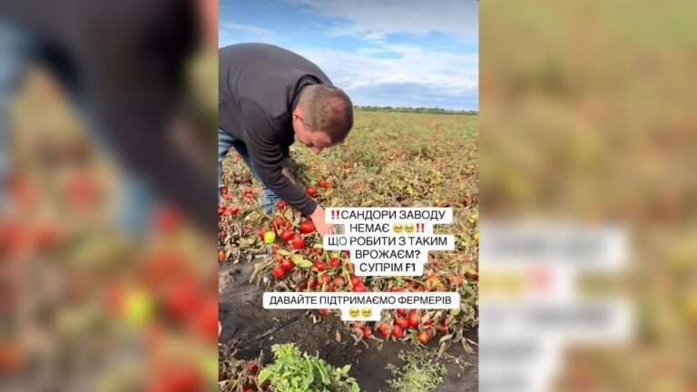 На Миколаївщині фермер повідомив про втрати врожаю томатів через проблеми зі збутом